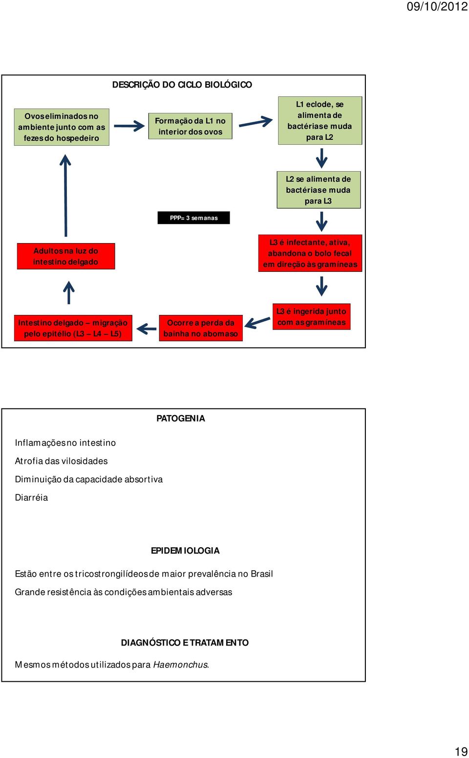 (L3 L4 L5) Ocorre a perda da bainha no abomaso L3 é ingerida junto com as gramíneas PATOGENIA Inflamações no intestino Atrofia das vilosidades Diminuição da capacidade absortiva Diarréia