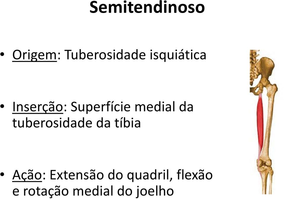 da tuberosidade da tíbia Ação: Extensão