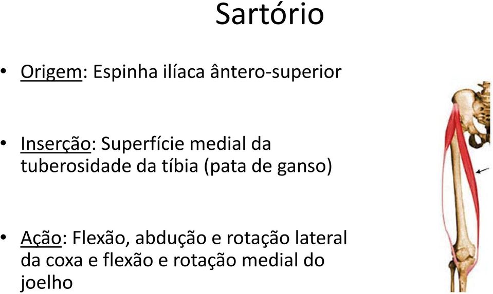 tíbia (pata de ganso) Ação: Flexão, abdução e