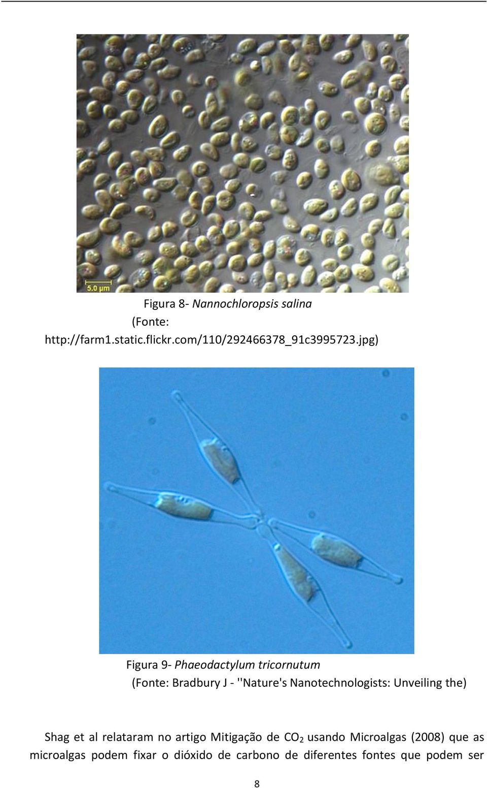 jpg) Figura 9- Phaeodactylum tricornutum (Fonte: Bradbury J - ''Nature's Nanotechnologists: