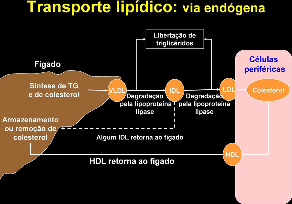 IDL LDL Degradação pela lipoproteína lipase pela lipoproteína lipase Algum