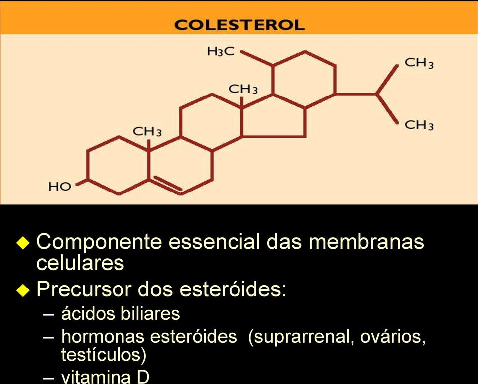 esteróides: ácidos biliares hormonas