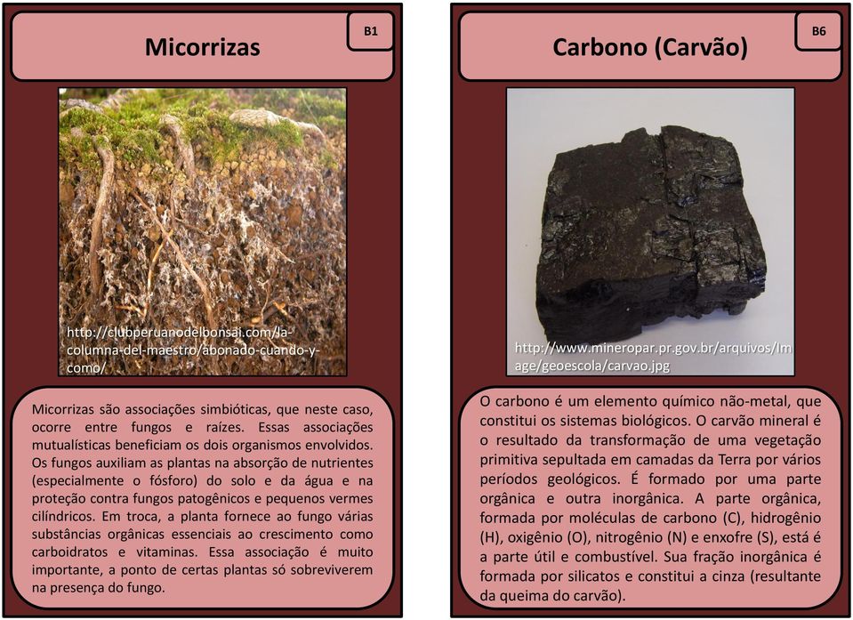 Os fungos auxiliam as plantas na absorção de nutrientes (especialmente o fósforo) do solo e da água e na proteção contra fungos patogênicos e pequenos vermes cilíndricos.