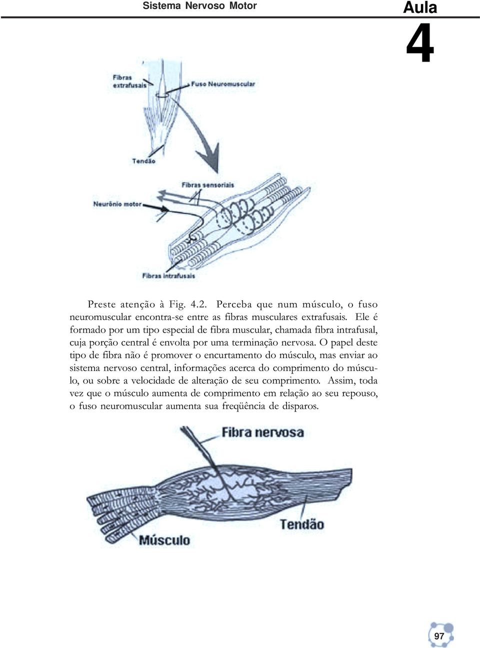 O papel deste tipo de fibra não é promover o encurtamento do músculo, mas enviar ao sistema nervoso central, informações acerca do comprimento do músculo, ou