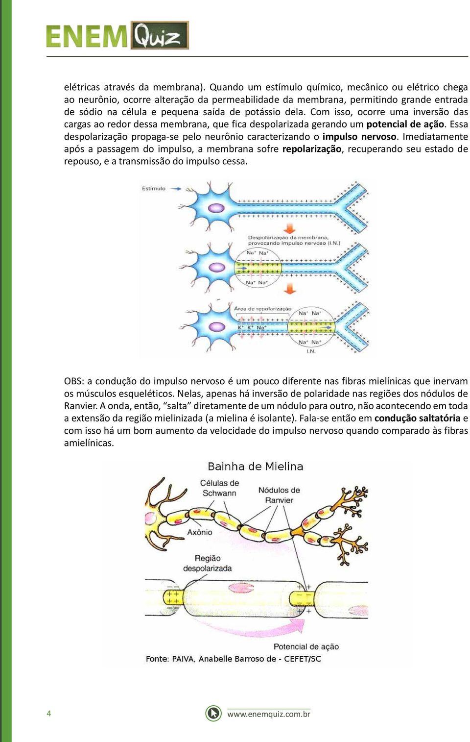 Com isso, ocorre uma inversão das cargas ao redor dessa membrana, que fica despolarizada gerando um potencial de ação. Essa despolarização propaga-se pelo neurônio caracterizando o impulso nervoso.