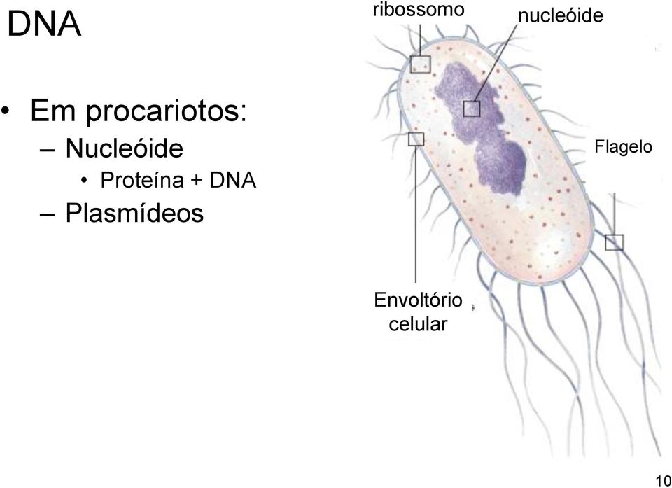 Proteína + DNA Plasmídeos