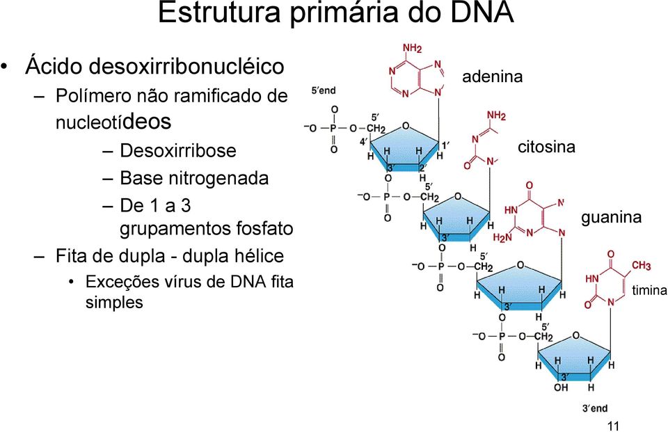 De 1 a 3 grupamentos fosfato Fita de dupla - dupla hélice