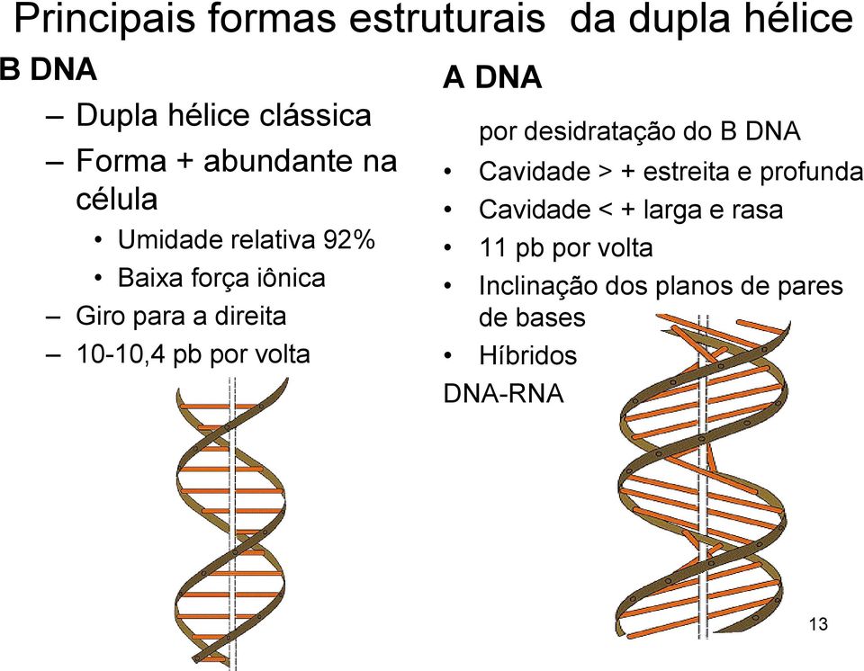 pb por volta A DNA por desidratação do B DNA Cavidade > + estreita e profunda Cavidade