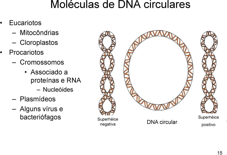 proteínas e RNA Nucleóides Plasmídeos Alguns vírus e