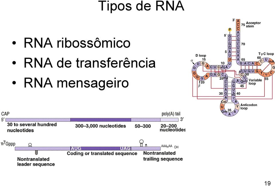 de transferência