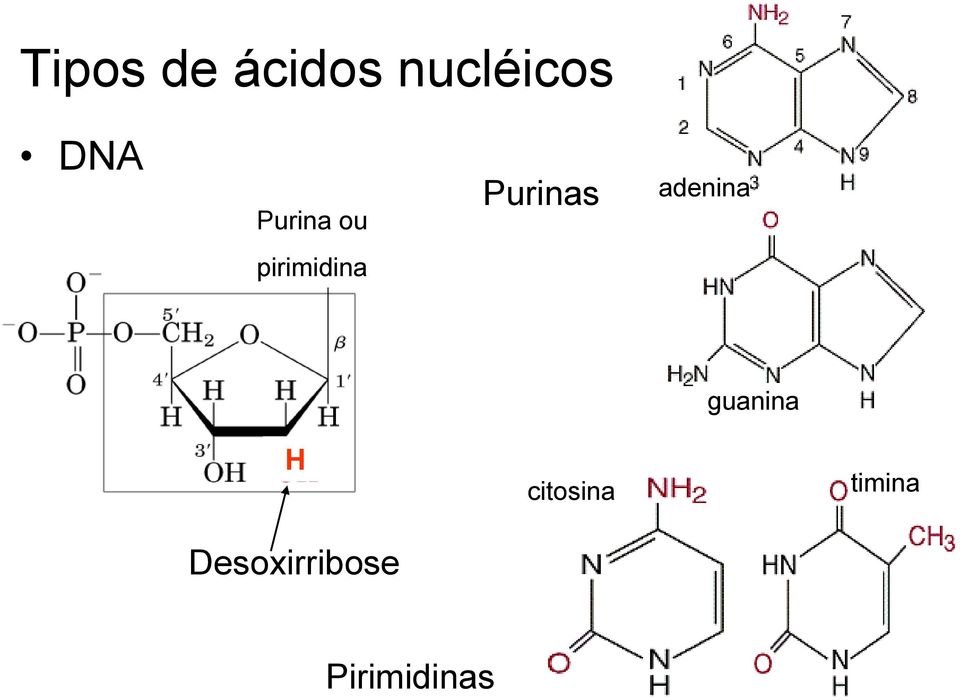 pirimidina guanina H