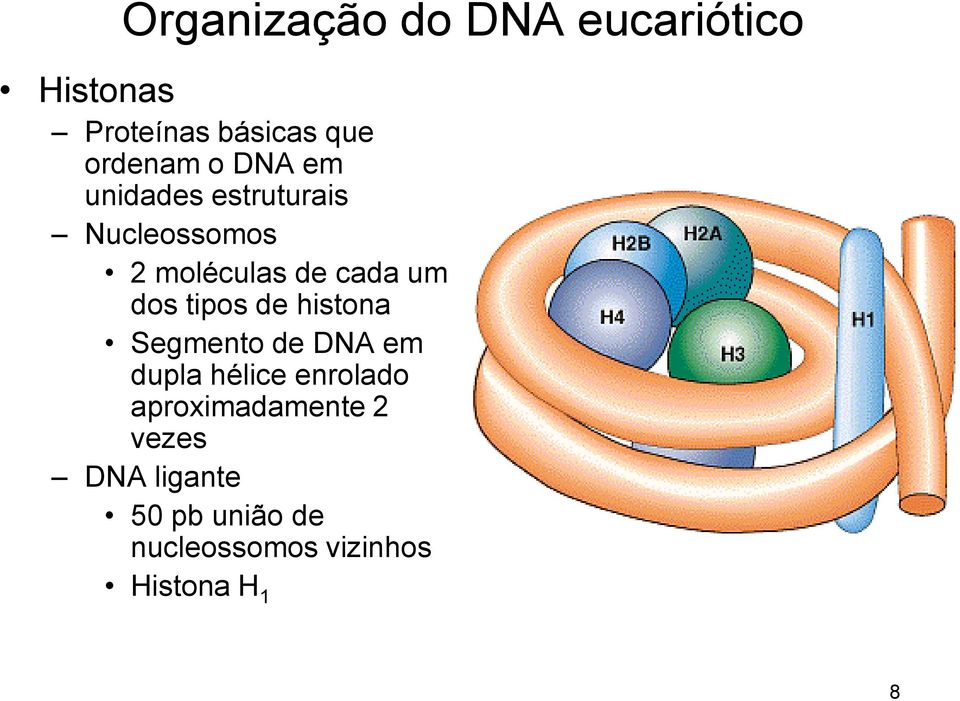 tipos de histona Segmento de DNA em dupla hélice enrolado