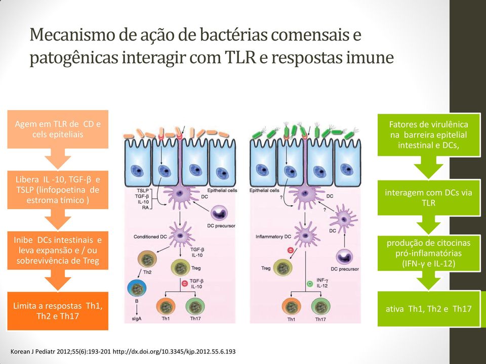 com DCs via TLR Inibe DCs intestinais e leva expansão e / ou sobrevivência de Treg produção de citocinas pró-inflamatórias (IFN-γ e