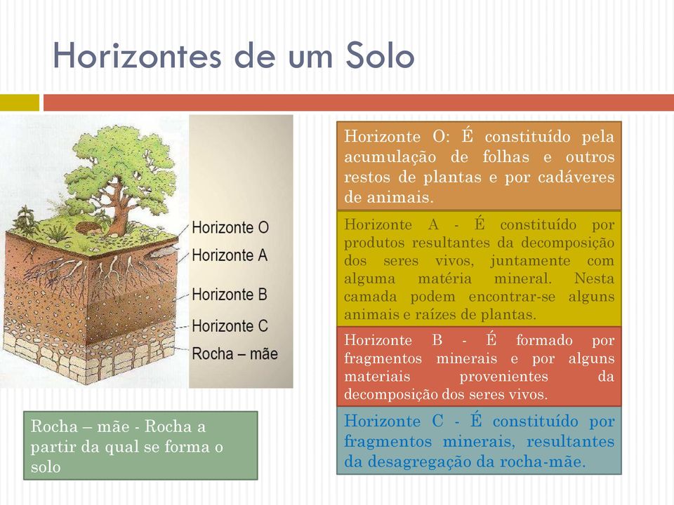 Horizonte A - É constituído por produtos resultantes da decomposição dos seres vivos, juntamente com alguma matéria mineral.