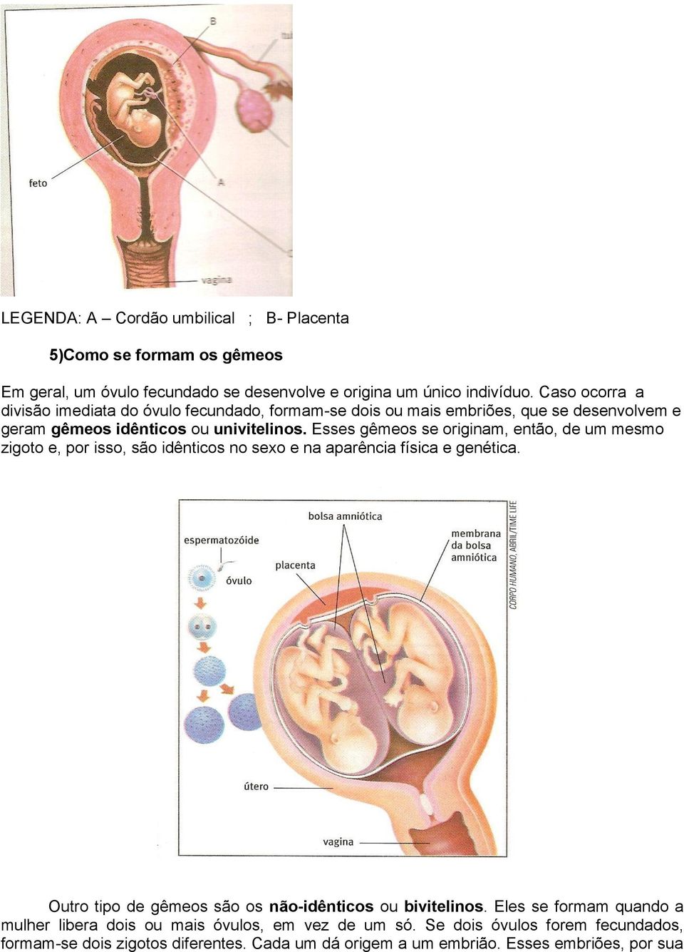 Esses gêmeos se originam, então, de um mesmo zigoto e, por isso, são idênticos no sexo e na aparência física e genética.