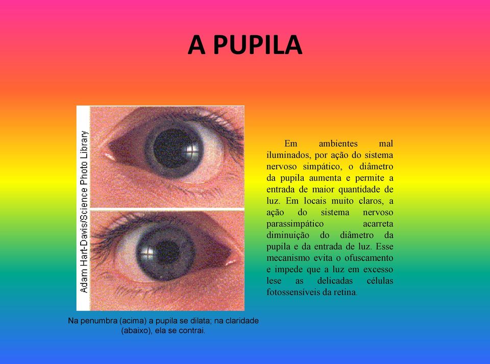 Em locais muito claros, a ação do sistema nervoso parassimpático acarreta diminuição do diâmetro da pupila e da entrada
