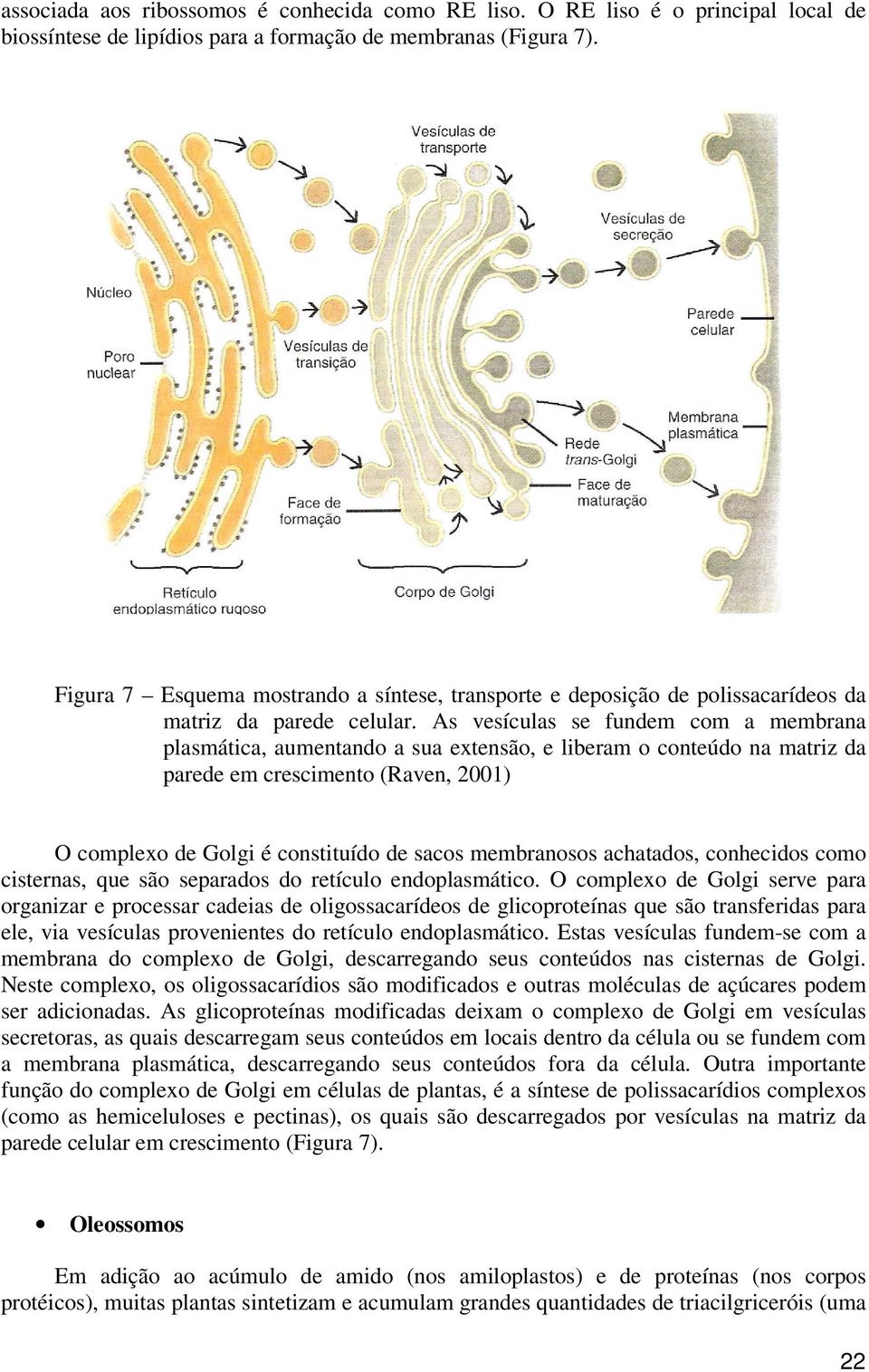 As vesículas se fundem com a membrana plasmática, aumentando a sua extensão, e liberam o conteúdo na matriz da parede em crescimento (Raven, 2001) O complexo de Golgi é constituído de sacos