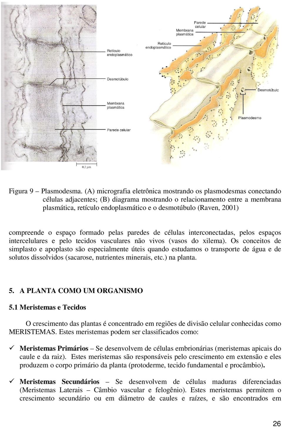 (Raven, 2001) compreende o espaço formado pelas paredes de células interconectadas, pelos espaços intercelulares e pelo tecidos vasculares não vivos (vasos do xilema).
