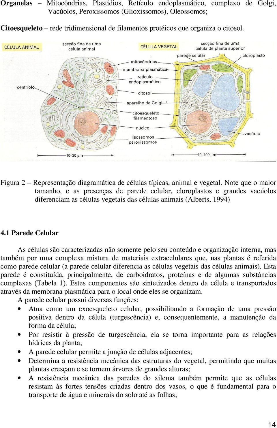 Note que o maior tamanho, e as presenças de parede celular, cloroplastos e grandes vacúolos diferenciam as células vegetais das células animais (Alberts, 1994) 4.