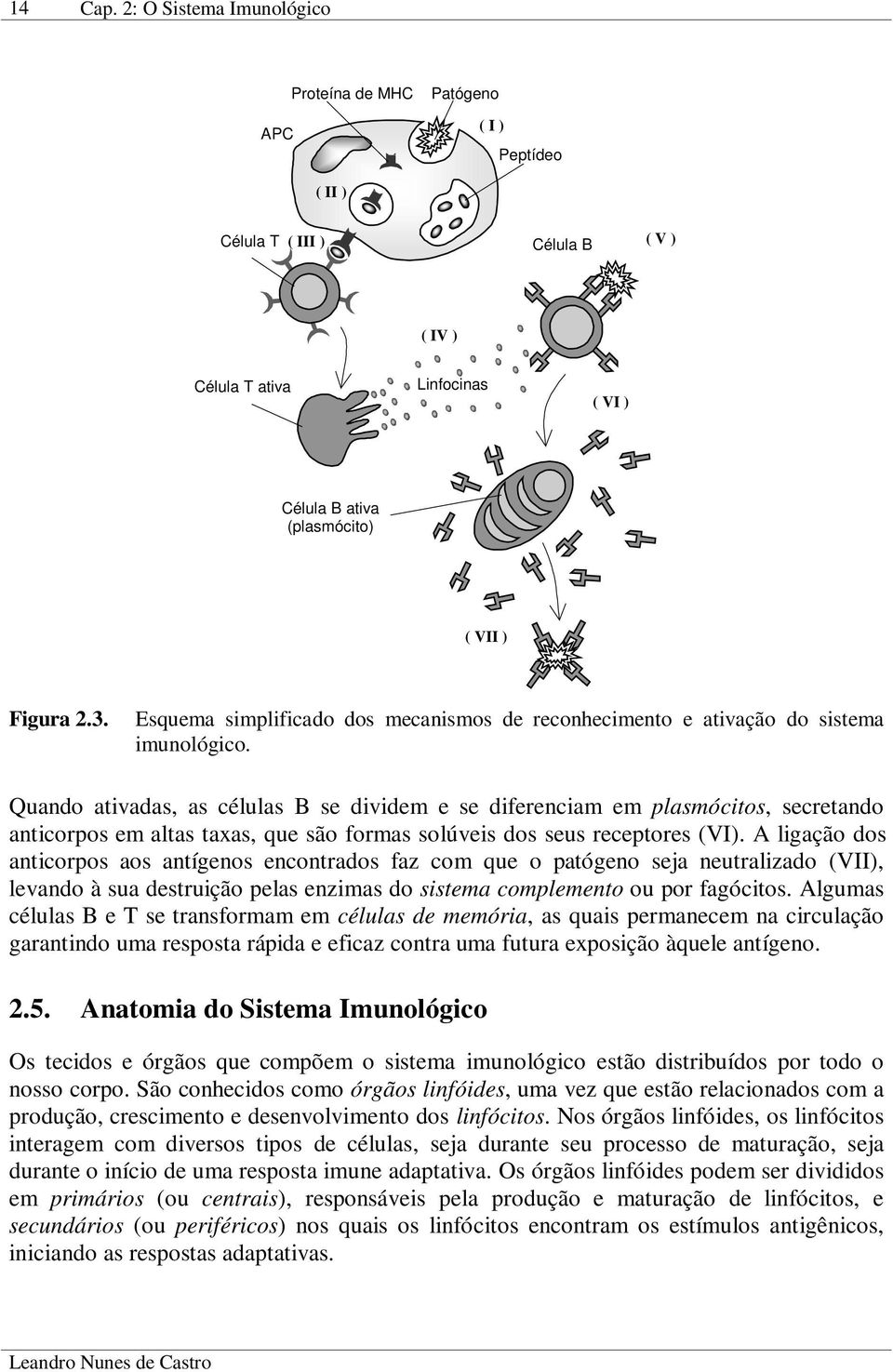 Esquema simplificado dos mecanismos de reconhecimento e ativação do sistema imunológico.