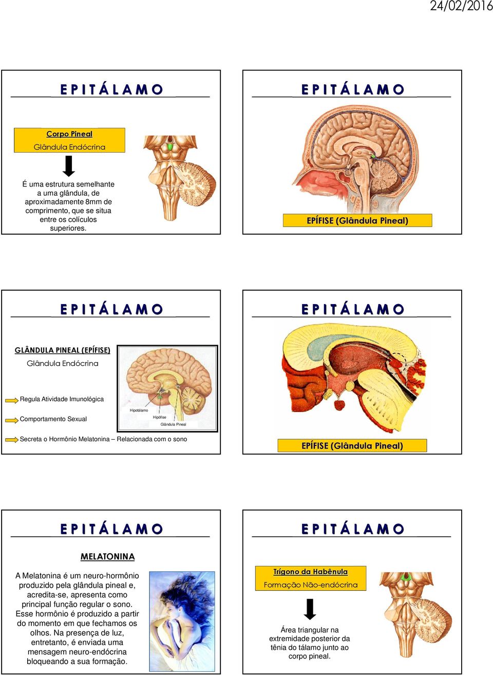 com o sono EPÍFISE (Glândula Pineal) MELATONINA A Melatonina é um neuro-hormônio produzido pela glândula pineal e, acredita-se, apresenta como principal função regular o sono.