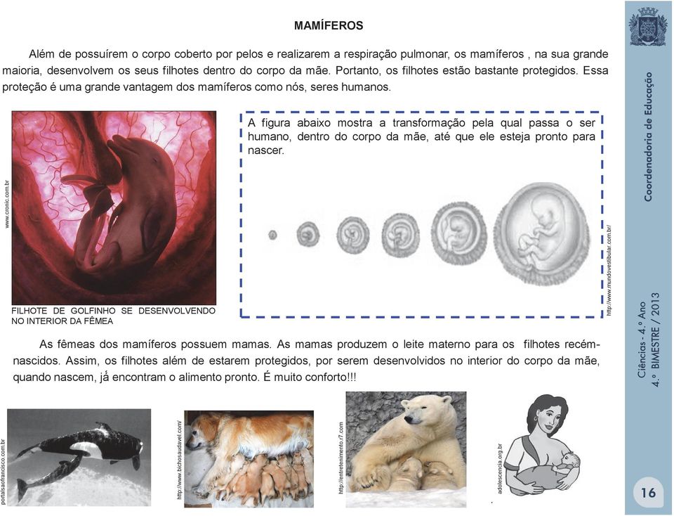 A figura abaixo mostra a transformação pela qual passa o ser humano, dentro do corpo da mãe, até que ele esteja pronto para nascer. www.cronic.com.