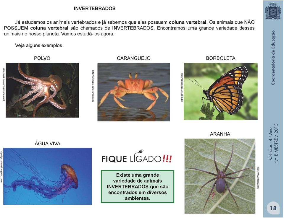 Vamos estudá-los agora. Veja alguns exemplos. POLVO CARANGUEJO BORBOLETA http://educacao.uol.com.br/ http://animais.culturamix.com ciencias7.no.