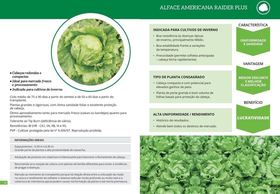 característica UNIfORMIDADE E SANIDADE Cabeças redondas e compactas Ideal para mercado fresco e processamento Indicada para cultivos de inverno Ciclo médio de 75 a 90 dias a partir do semeio e de 50