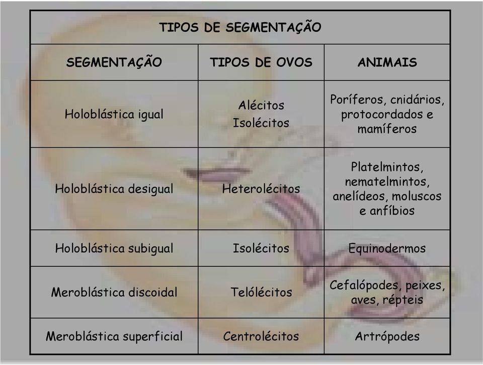 nematelmintos, anelídeos, moluscos e anfíbios Holoblástica subigual Isolécitos Equinodermos