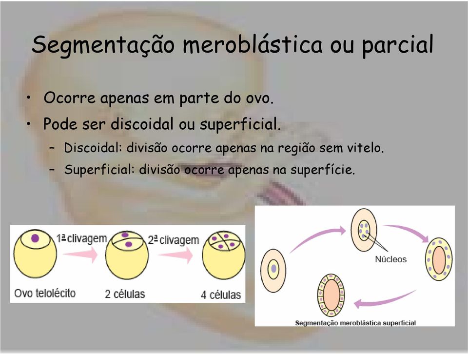 Discoidal: divisão ocorre apenas na região sem