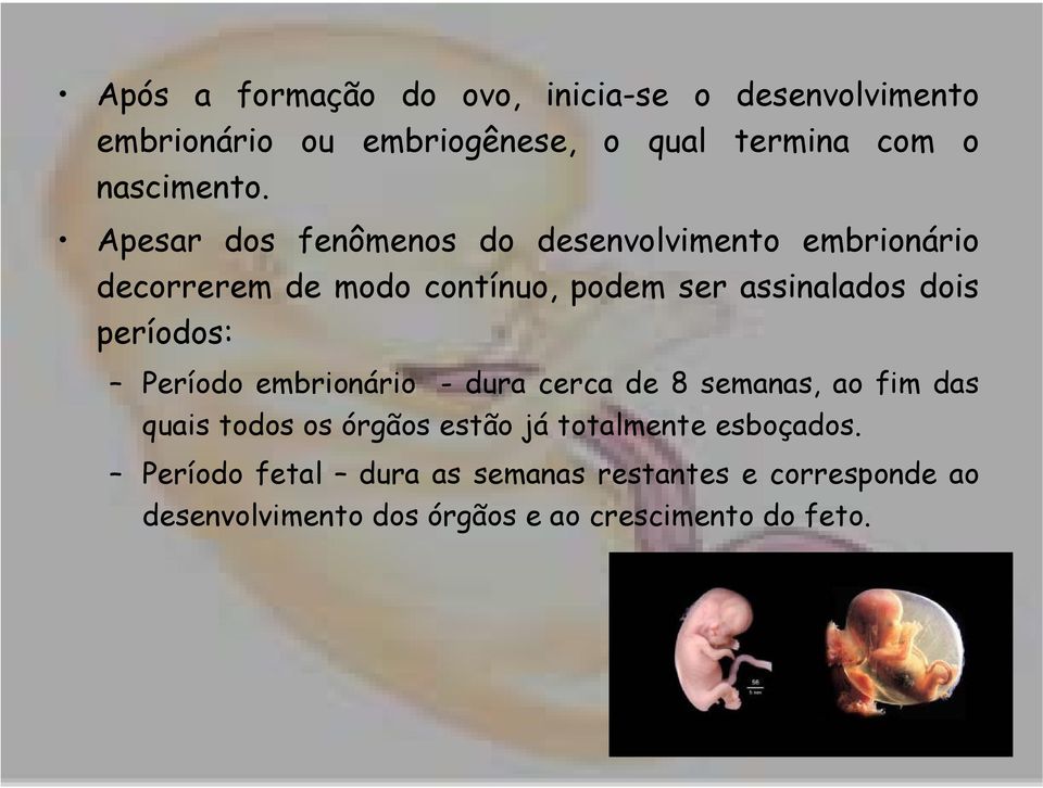 períodos: Período embrionário - dura cerca de 8 semanas, ao fim das quais todos os órgãos estão já totalmente