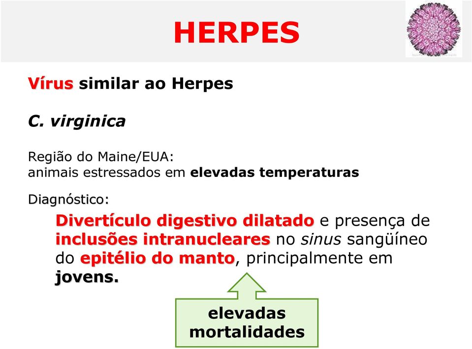 temperaturas Diagnóstico: Divertículo digestivo dilatado e presença de