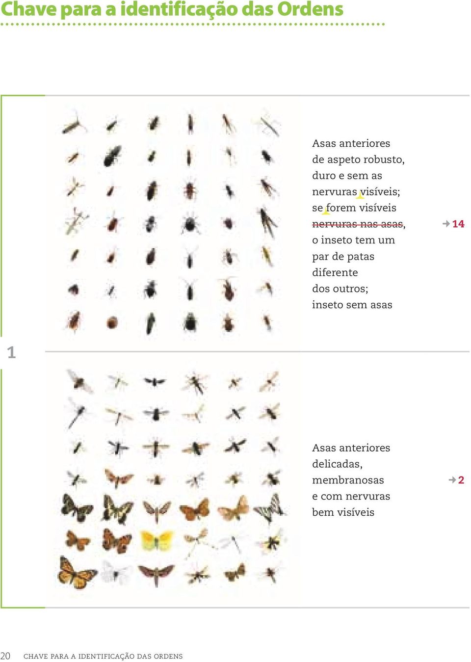 par de patas diferente dos outros; inseto sem asas 14 1 Asas anteriores