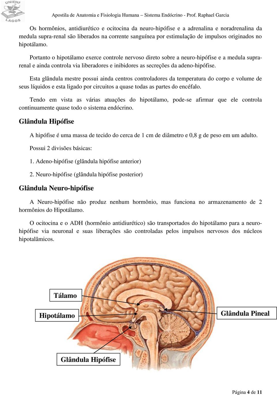 Esta glândula mestre possui ainda centros controladores da temperatura do corpo e volume de seus líquidos e esta ligado por circuitos a quase todas as partes do encéfalo.