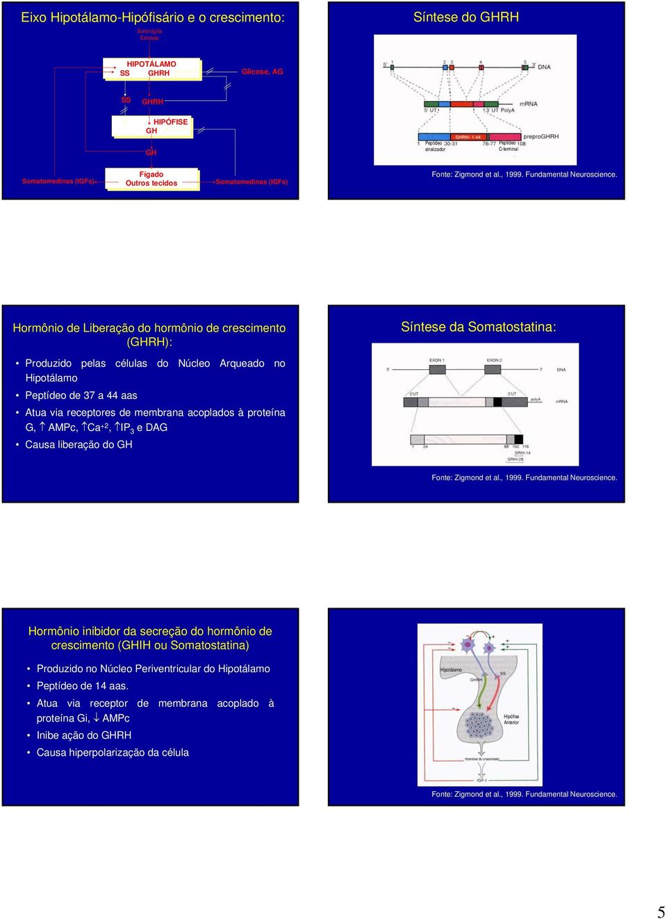 receptores de membrana acoplados à proteína G, AMPc, Ca +2, IP 3 e DAG Causa liberação do GH Hormônio inibidor da secreção do hormônio de crescimento (GHIH ou Somatostatina) Produzido no