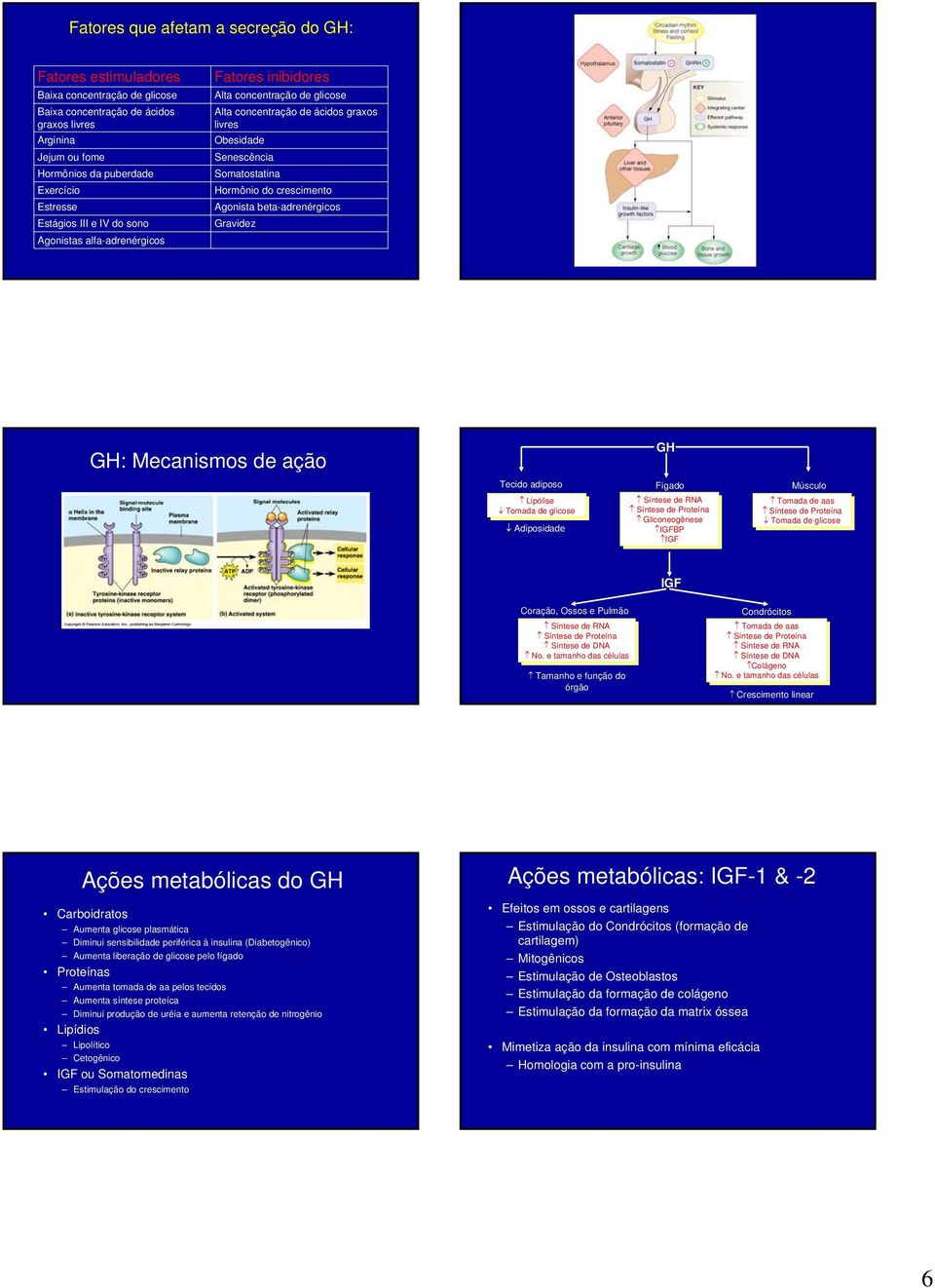 crescimento Agonista beta-adrenérgicos Gravidez GH: Mecanismos de ação GH Tecido adiposo Fígado Músculo Lipólise Lipólise Síntese Síntese de de RNA RNA Tomada Tomada de de aas aas Tomada Tomada de de