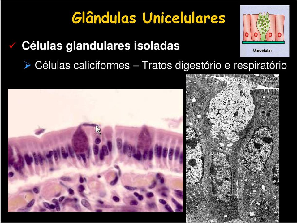 isoladas Células