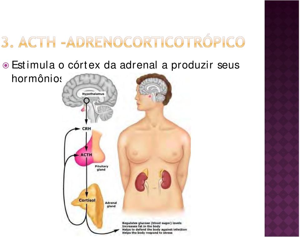 adrenal a