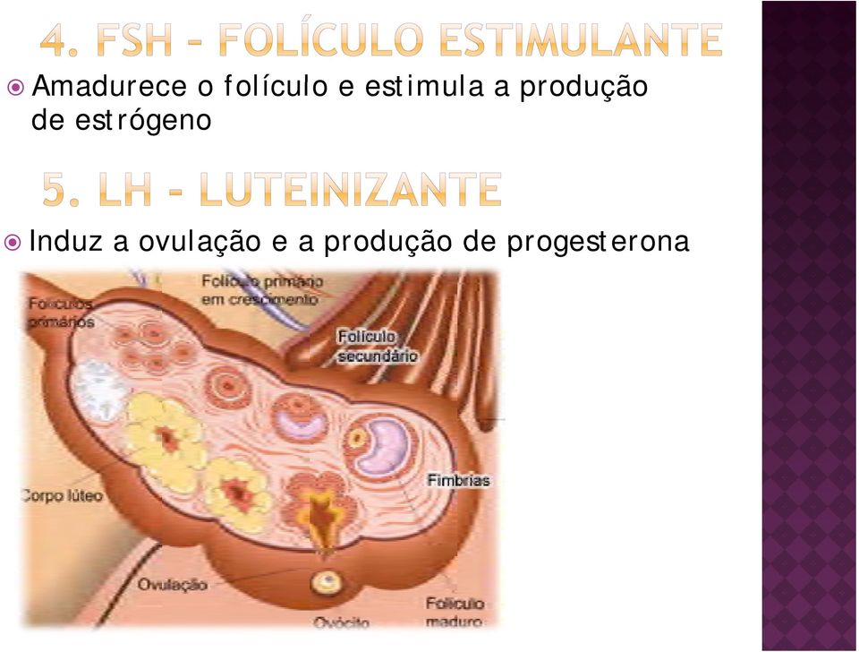 estrógeno Induz a