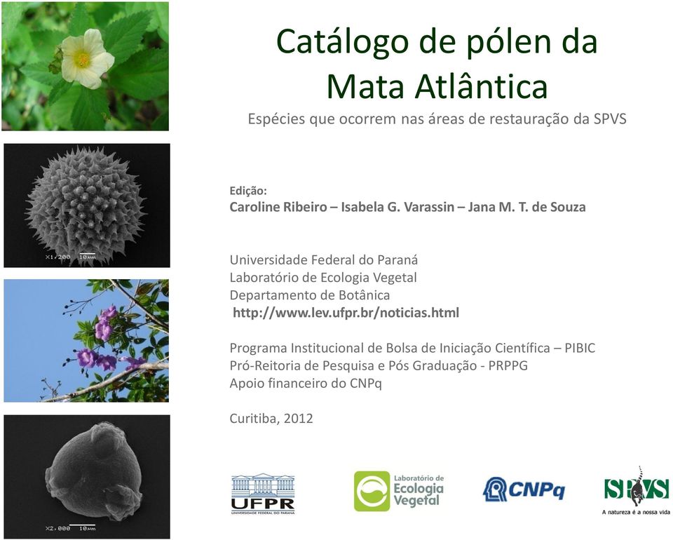 de Souza Universidade Federal do Paraná Laboratório de Ecologia Vegetal Departamento de Botânica http://www.