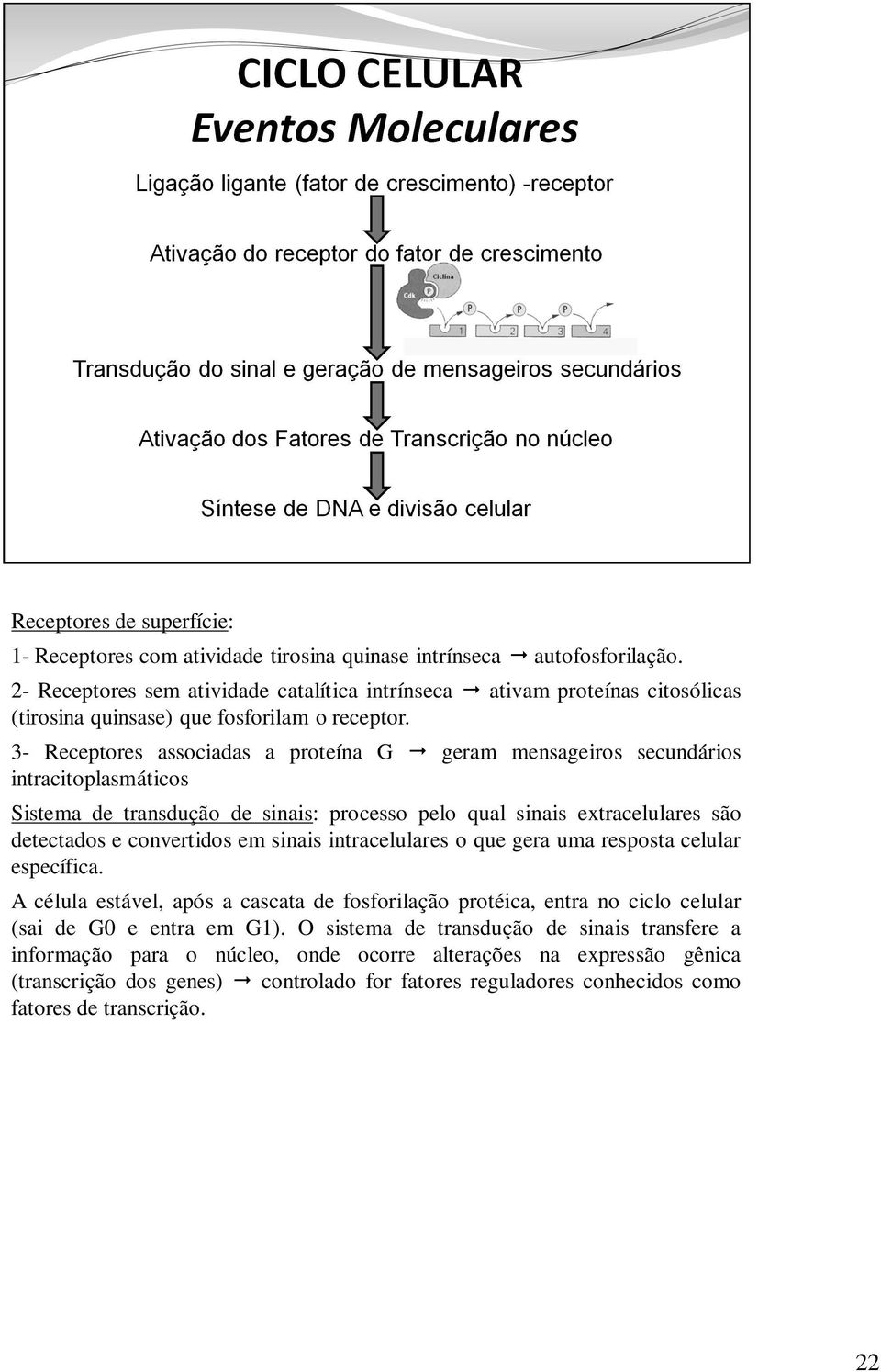 3- Receptores associadas a proteína G geram mensageiros secundários intracitoplasmáticos Sistema de transdução de sinais: processo pelo qual sinais extracelulares são detectados e convertidos em