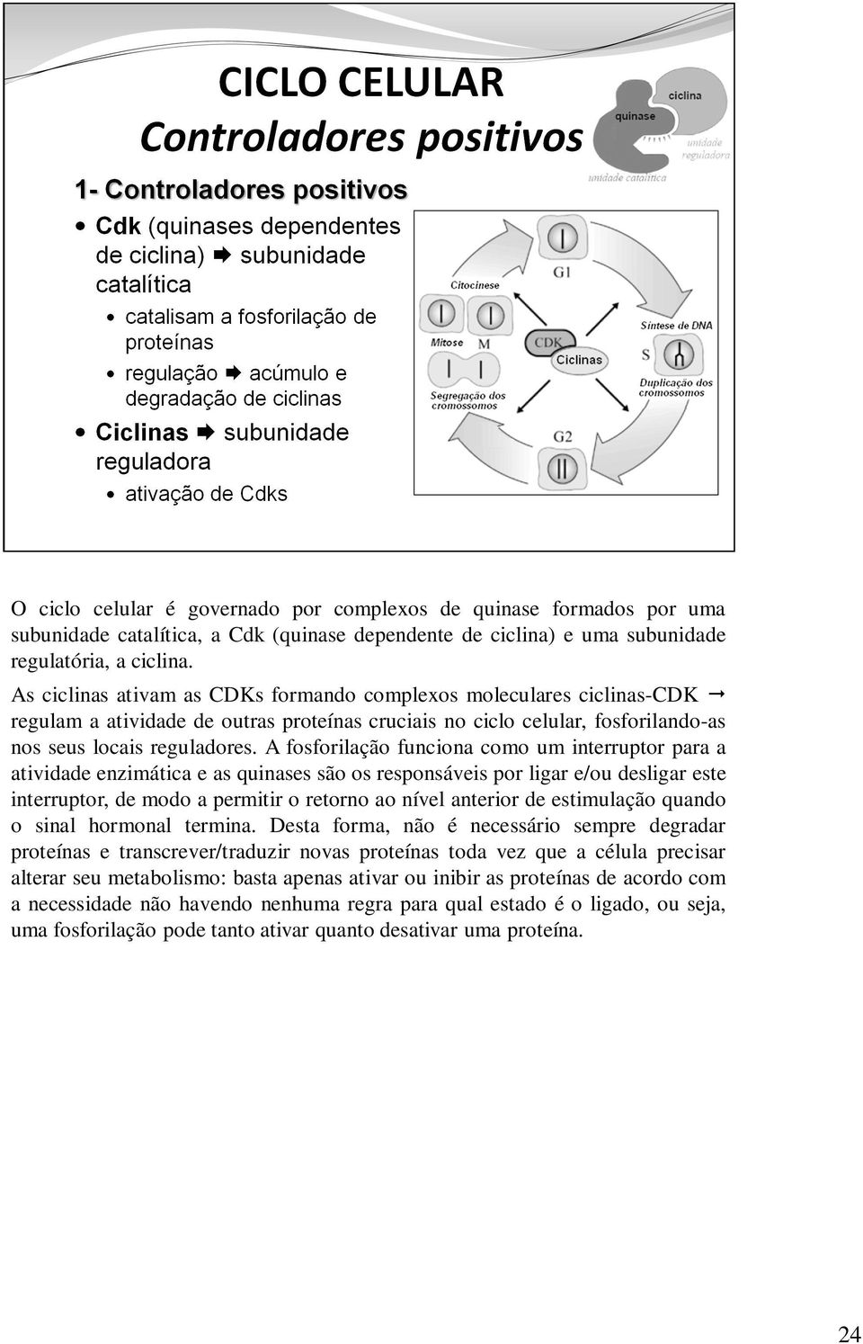 A fosforilação funciona como um interruptor para a atividade enzimática e as quinases são os responsáveis por ligar e/ou desligar este interruptor, de modo a permitir o retorno ao nível anterior de