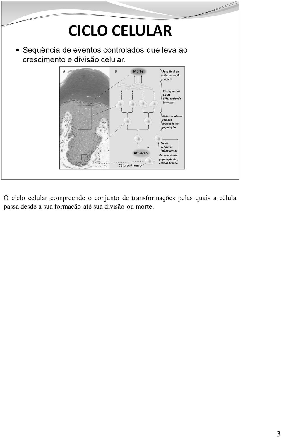 quais a célula passa desde a sua