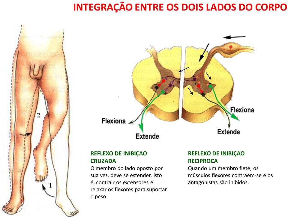 extensores e relaxar os flexores para suportar o peso REFLEXO DE INIBIÇAO