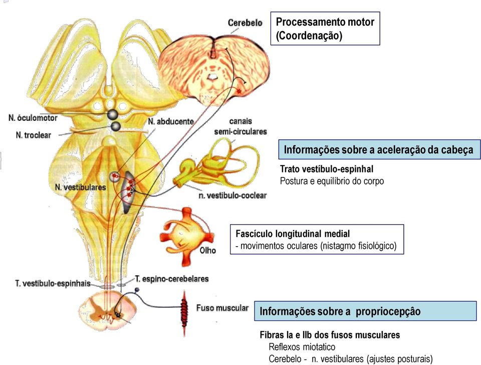 movimentos oculares (nistagmo fisiológico) Informações sobre a propriocepçâo Fibras