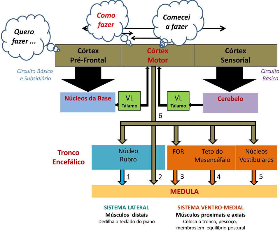 Circuito Básico Núcleos da Base VL Tálamo 6 VL Tálamo Cerebelo Tronco Encefálico Núcleo Rubro FOR Teto do