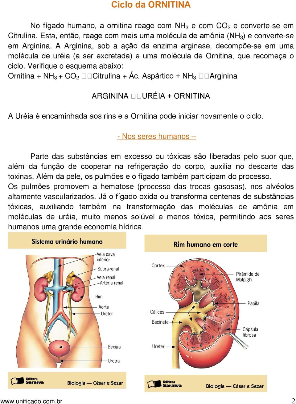 Verifique o esquema abaixo: Ornitina + NH3 + CO2 Citrulina + Ác. Aspártico + NH3 Arginina ARGININA URÉIA + ORNITINA A Uréia é encaminhada aos rins e a Ornitina pode iniciar novamente o ciclo.