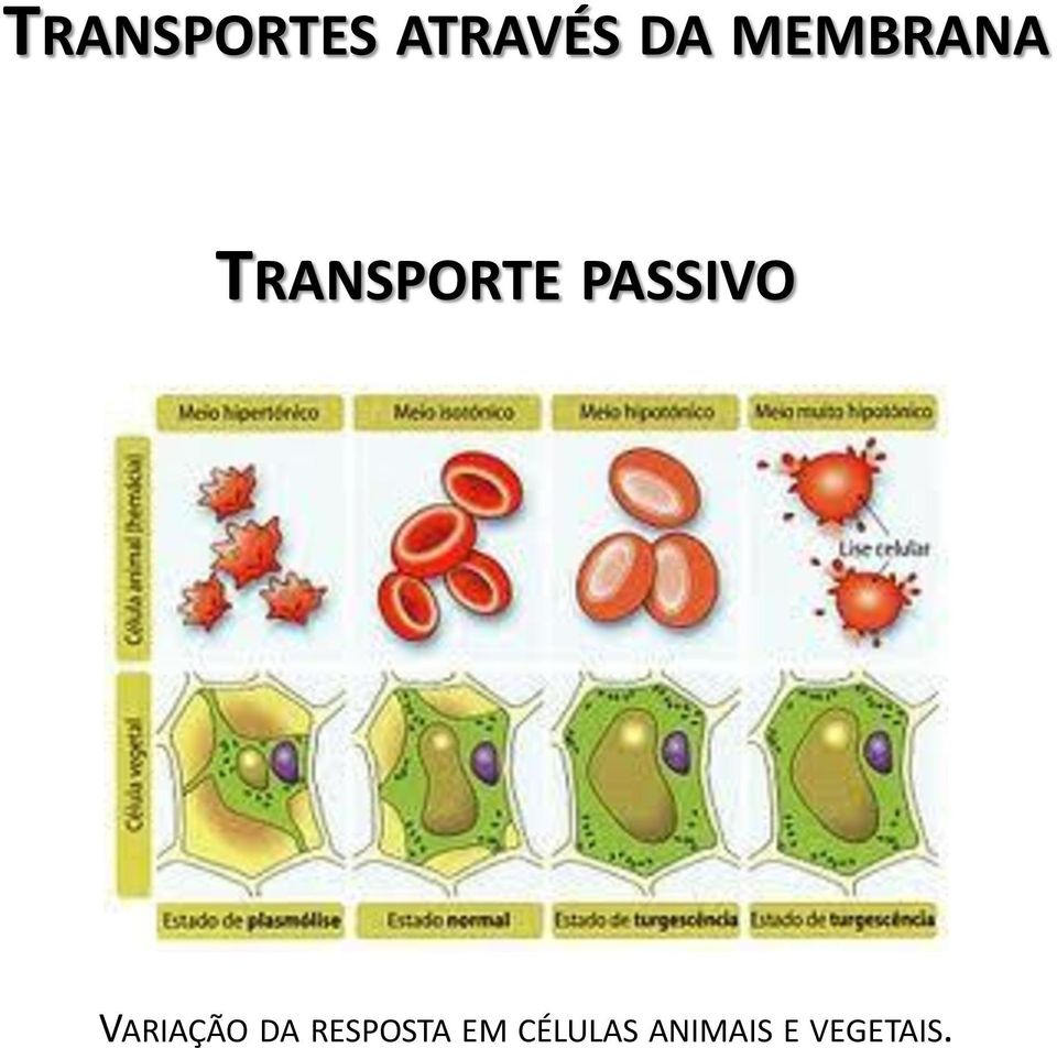 PASSIVO VARIAÇÃO DA