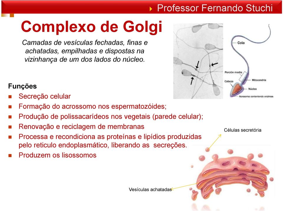 Funções Secreção celular Formação do acrossomo nos espermatozóides; Produção de polissacarídeos nos vegetais (parede