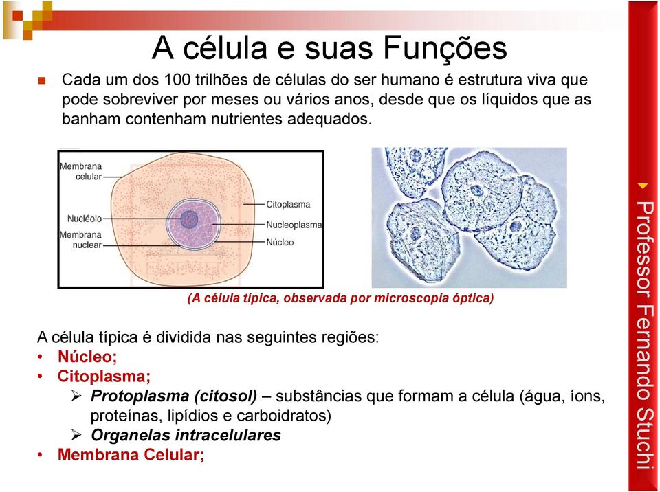 A célula típica é dividida nas seguintes regiões: Núcleo; Citoplasma; Protoplasma (citosol) substâncias que formam a